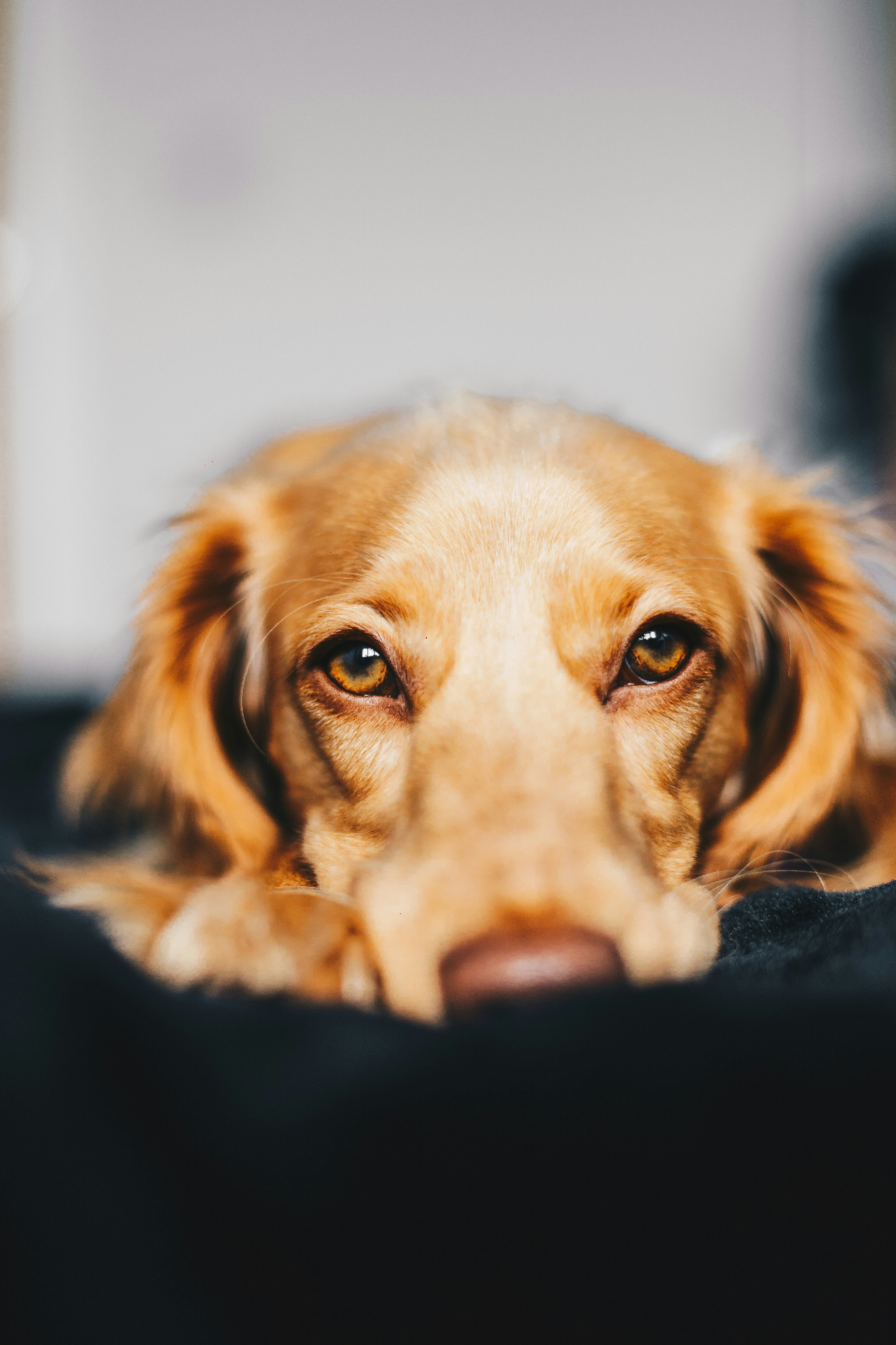 A beloved pet photo